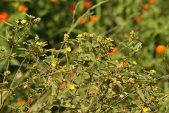 Malvastrum americanum