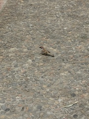Passer montanus