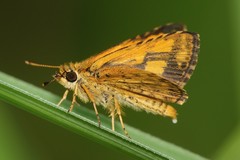 Ampittia dioscorides