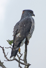 Aviceda cuculoides verreauxii