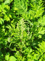Chenopodium ficifolium