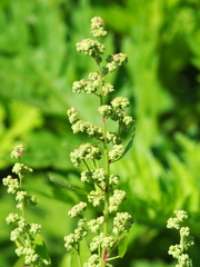 Chenopodium ficifolium