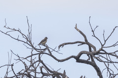 Crithagra citrinipectus