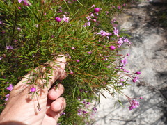Boronia rivularis
