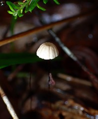 Marasmius crinis-equi