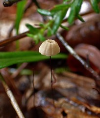 Marasmius crinis-equi