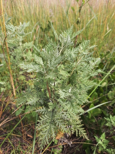 African wormwood
