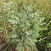 Artemisia afra - Photo (c) Anthony Kaschula, algunos derechos reservados (CC BY-NC), subido por Anthony Kaschula