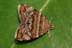Choreutis orthogona