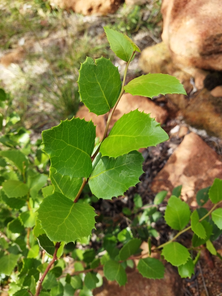 Koko Tree from Bela-Bela Local Municipality, South Africa on March 27 ...