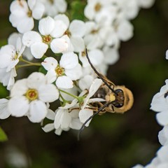 Eucera nipponensis