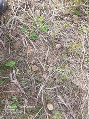 Morchella steppicola