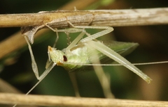 Oecanthus alexanderi