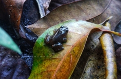 Lankanectes corrugatus