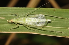 Oecanthus alexanderi
