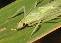 Oecanthus alexanderi