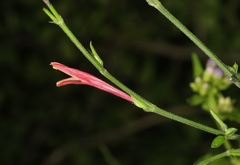 Dicliptera sexangularis