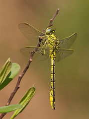 Gomphus pulchellus