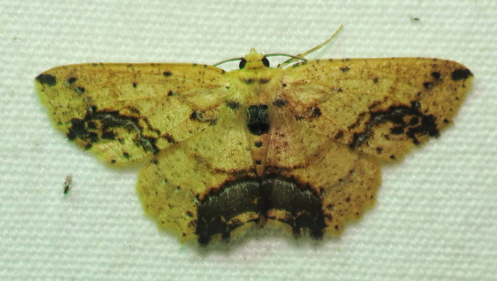 Isochromodes granula