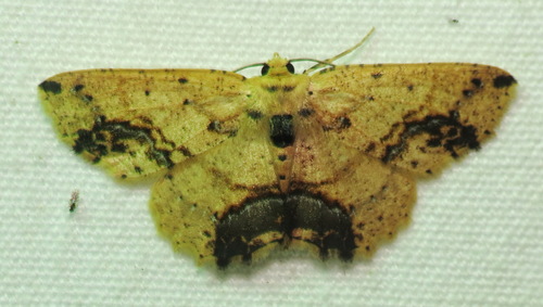 Isochromodes granula