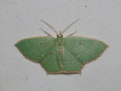 Cyclothea disjuncta