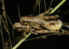 Melanoplus cameronis