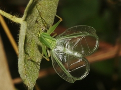 Oecanthus varicornis