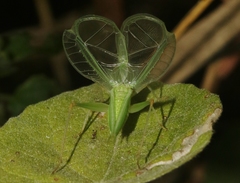 Oecanthus varicornis