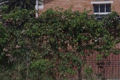 Cardiospermum grandiflorum