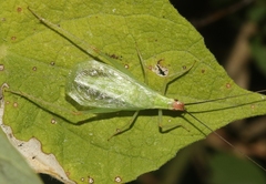 Oecanthus varicornis