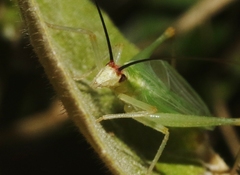 Oecanthus varicornis