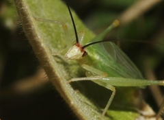 Oecanthus varicornis