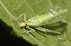 Oecanthus alexanderi