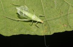 Oecanthus alexanderi