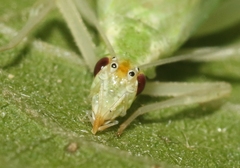 Oecanthus alexanderi