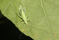 Oecanthus alexanderi