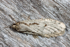 Semioscopis avellanella
