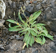 Crepidiastrum lanceolatum