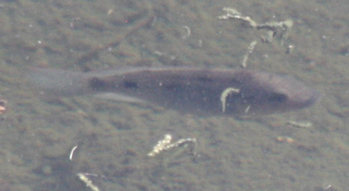 Sarotherodon melanotheron