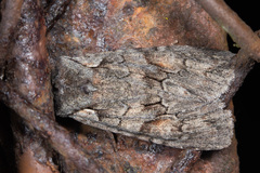 Lithophane furcifera