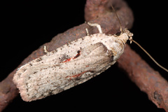 Agonopterix ocellana