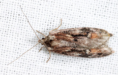Semioscopis oculella