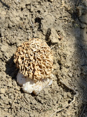 Morchella steppicola