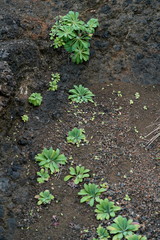 Crepidiastrum lanceolatum