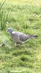 Columba palumbus