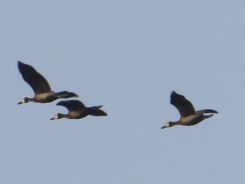 White-faced Whistling-Duck
