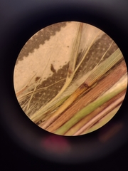Schizachyrium condensatum