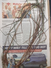 Schizachyrium condensatum