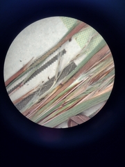 Schizachyrium condensatum