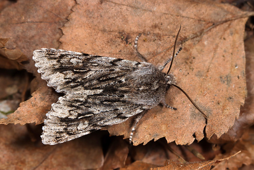 Brachionycha nubeculosa Esper, 1785